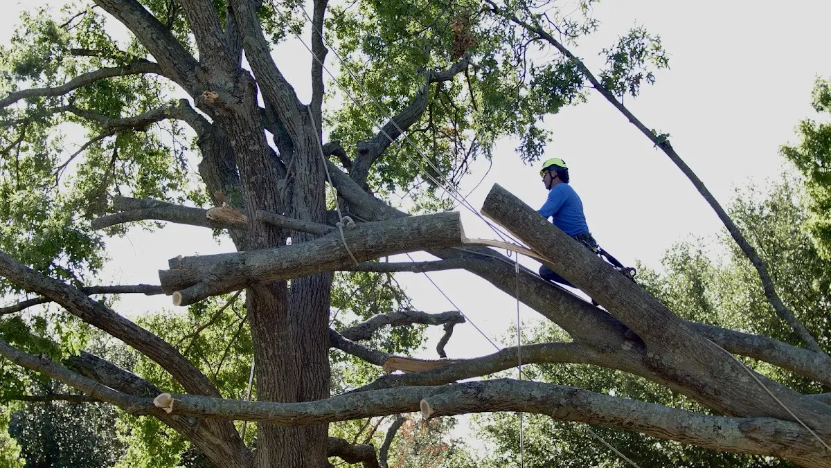 Professional Crown Thinning performed by certified arborists in Jay