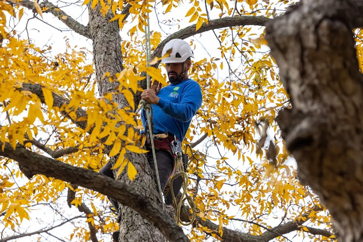 Skilled Tree Trimming crew working in Jay